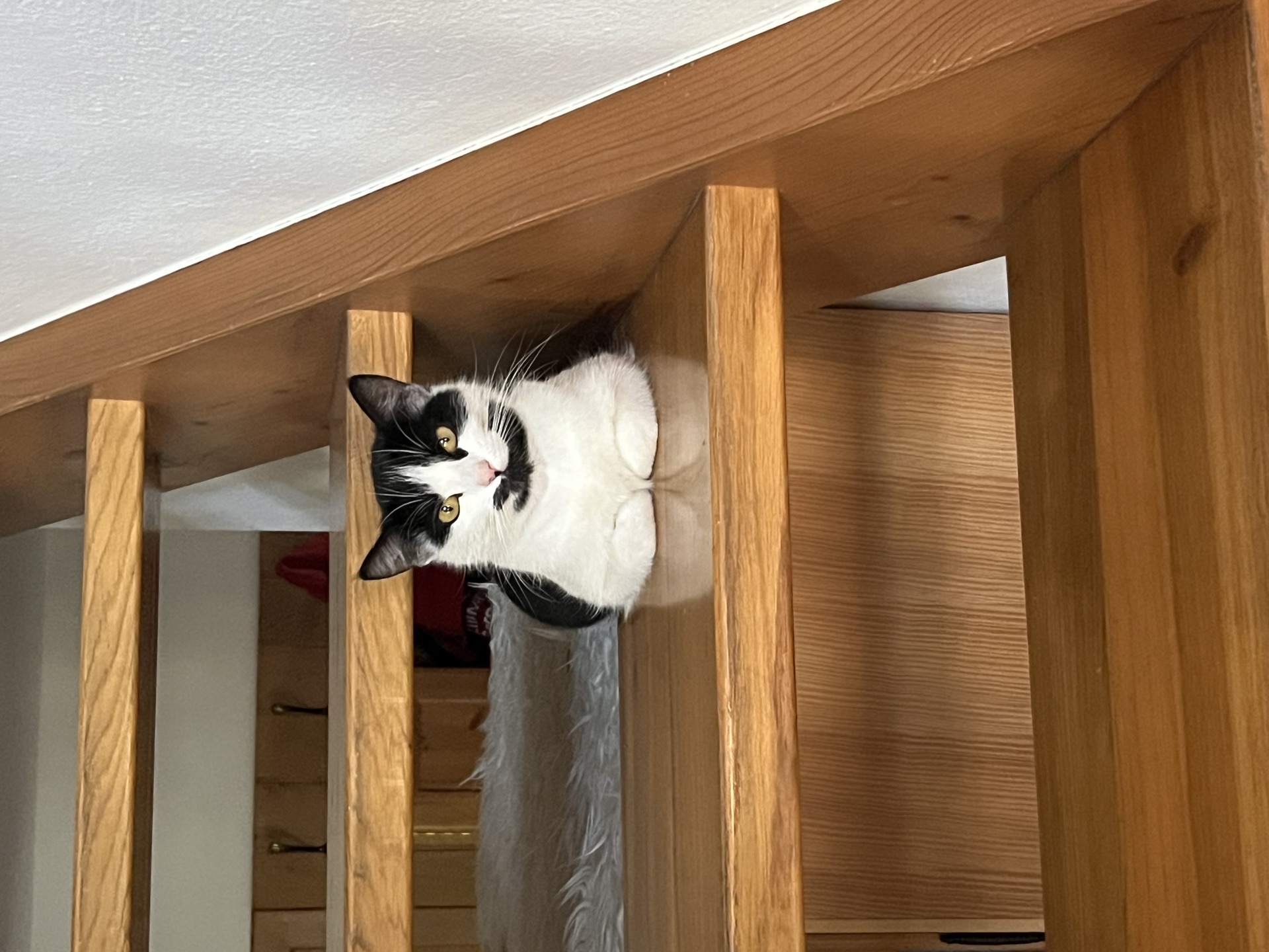 Hofkatze